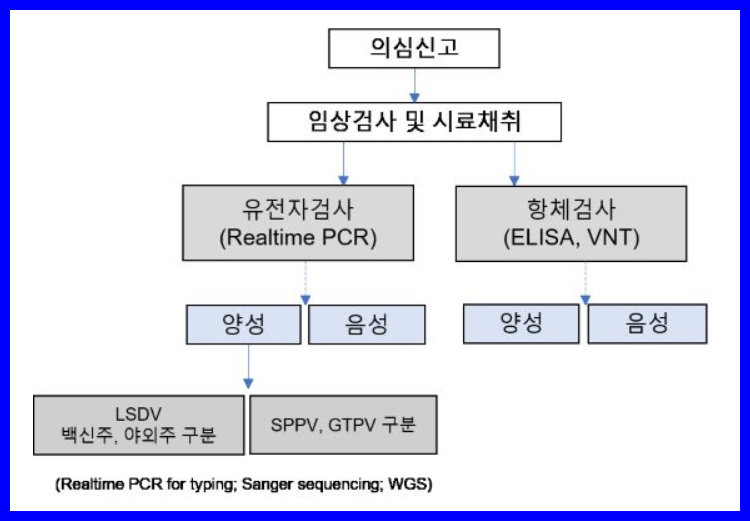 럼피스킨 진단방법