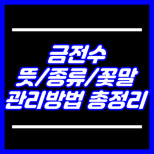 금전수 뜻,종류,꽃말,관리법 완벽정리