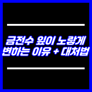 금전수 잎이 노랗게 변하는 이유와 대처방법